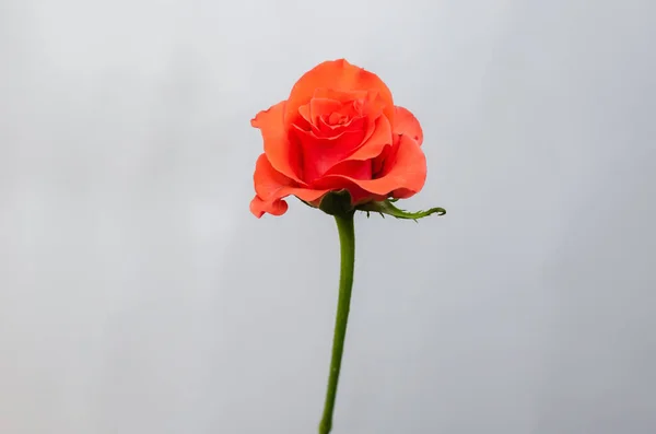 Blooming Orange Color Rose Flower Isolated White Paper Background — Fotografia de Stock