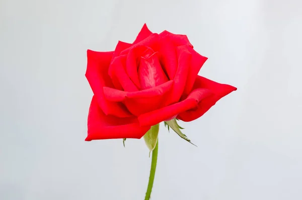 Fioritura Rossa Fiore Rosa Isolato Sfondo Carta Bianca — Foto Stock