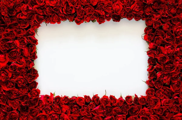Cadre Rose Rouge Avec Espace Blanc Blanc Pour Anniversaire Concept — Photo