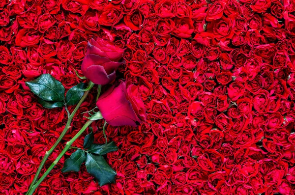 Deux Roses Sur Fond Rose Rouge Pour Anniversaire Concept Fête — Photo
