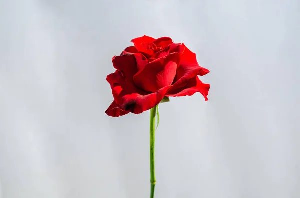 Fiore Rosa Rosso Fiorito Con Sole Che Splende Petali Isolati — Foto Stock