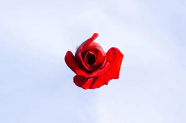 Vista Dall Alto Fioritura Colore Rosso Rosa Fiore Isolato Sfondo — Foto Stock