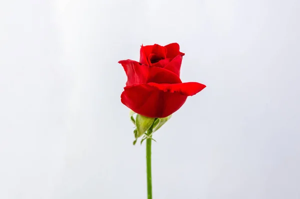 Kırmızı Çiçek Açan Çiçek Beyaz Kağıt Arkaplanda Izole — Stok fotoğraf