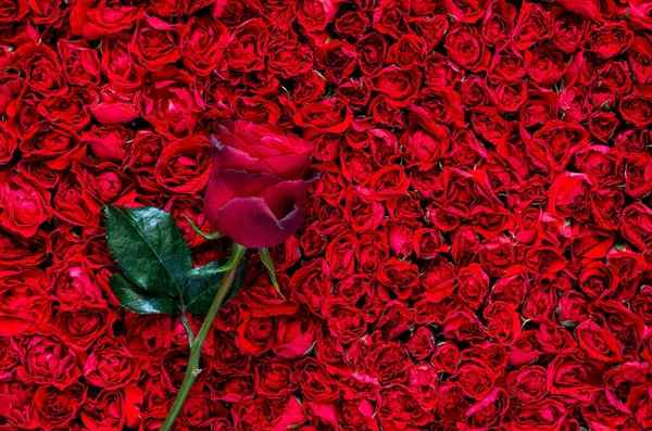 Rose Met Sur Fond Roses Rouges Pour Anniversaire Concept Fête — Photo