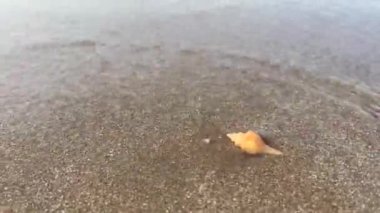 Kumsaldaki denizden gelen dalgalarla temiz kumun üzerinde boş bir kabuk.. 