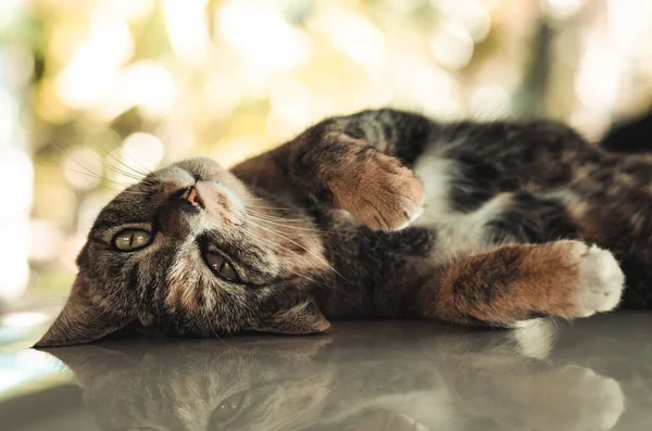 Doméstica Gato Fêmea Deitado Relaxante Telhado Carro Parque Estacionamento Casa — Fotografia de Stock