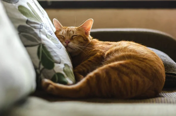 国内の男性猫眠っているとリーン上の頭枕にザカウチで家 — ストック写真