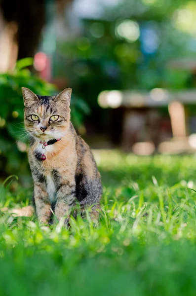 Домашня Кішка Сидить Грінфілдському Задньому Дворі Дивиться Камеру — стокове фото