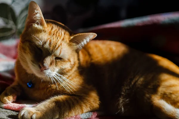 집고양이 고양이는 아침에 그림자와 햇빛을 받으며 소파에서 — 스톡 사진