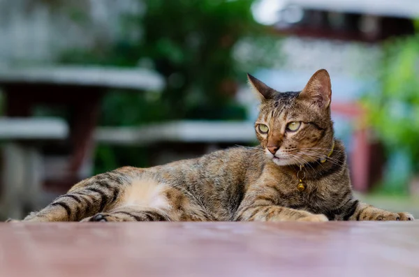 Domácí Kočka Odpočívající Podlaze Při Pohledu Zaměření Někde Stock Obrázky