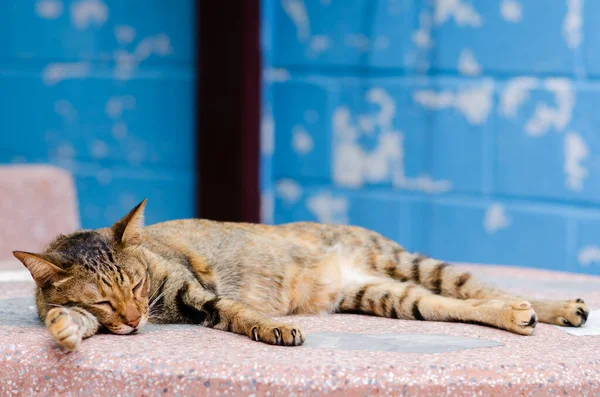 Doméstico Gato Fêmea Dormindo Relaxante Mesa Mármore Casa Com Fundo — Fotografia de Stock