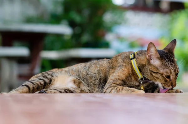 Домашня Жінка Кішка Лежить Розслабляє Прибирає Тіло Сама Собі Підлозі — стокове фото