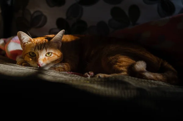 집고양이는 소파에서 휴식을 취하고 햇살을 받으며 카메라를 바라본다 — 스톡 사진