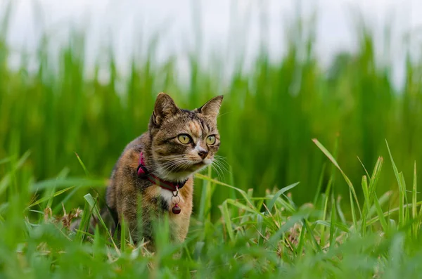 家猫寻找并专注于绿地背景的东西 — 图库照片