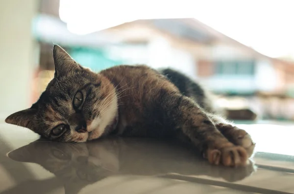 Evcil Dişi Kedi Evin Otoparkındaki Arabanın Çatısında Uzanıyor Dinleniyor — Stok fotoğraf