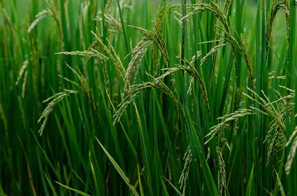 Tayland Yasemin Pirinç Tohumu Tayland Kuzeyindeki Pirinç Tarlasında Yeşil Yapraklı Stok Fotoğraf