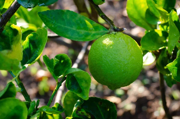 Verde Lima Orgánica Grande Con Hoja Árbol —  Fotos de Stock