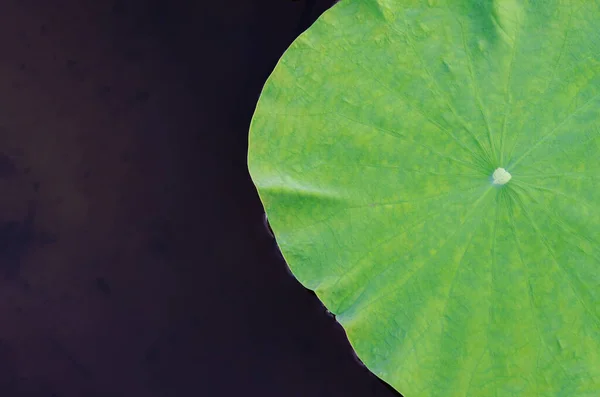 Lotus Blad Flyter Mörkt Vatten För Bakgrund Och Konsistens — Stockfoto