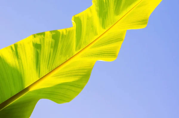 Gröna Unga Bananblad Skiner Från Solljus Morgonen Med Klarblå Himmel — Stockfoto