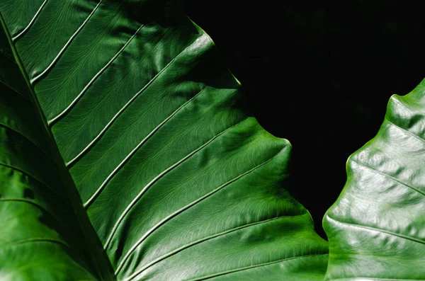 Gröna Jätte Taro Blad För Bakgrund Och Konsistens — Stockfoto