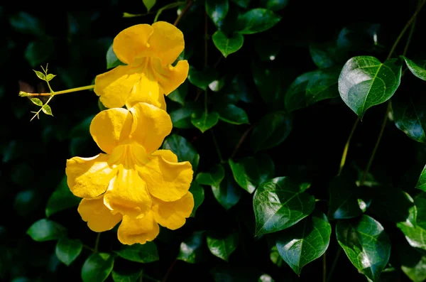 Yellow flower of Cat\'s claw vine with green leaves background.