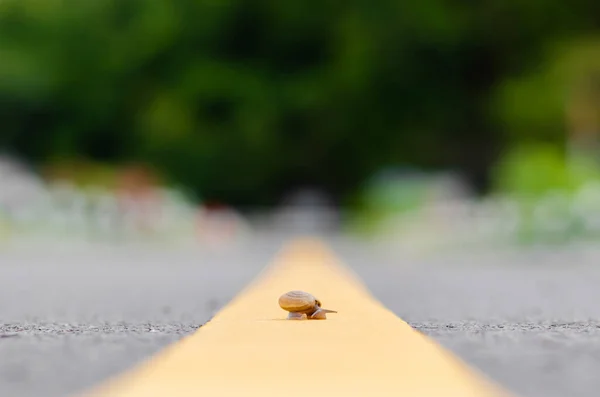 一个蜗牛在路中间单独穿过 道路交通安全概念 — 图库照片