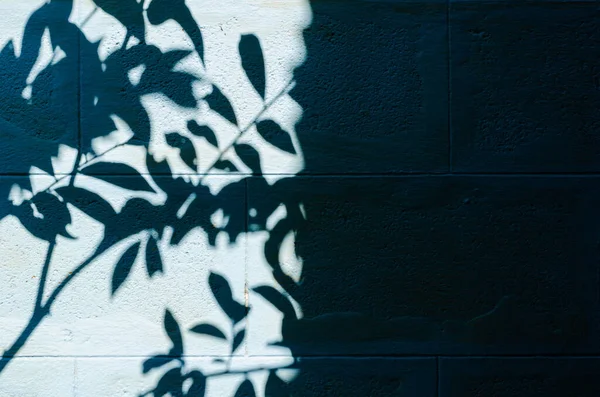 Stín Listí Stromu Staré Modré Malované Zdi Pro Pozadí Textury Stock Snímky