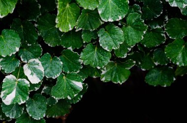 Polyscias guilfoylei 'nin yeşil ve beyaz renkli yaprakları (veya sardunya aralia, yabani kahve) yağmurdan sonra su damlacıkları içerler..