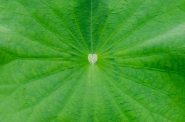 Grönt Lotusblad Med Hjärtform Mitten För Bakgrund Och Konsistens — Stockfoto