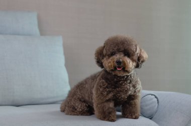 Sevimli gülümseyen siyah kaniş köpeği evde otururken mavi kanepede tek başına oturup dinleniyor..