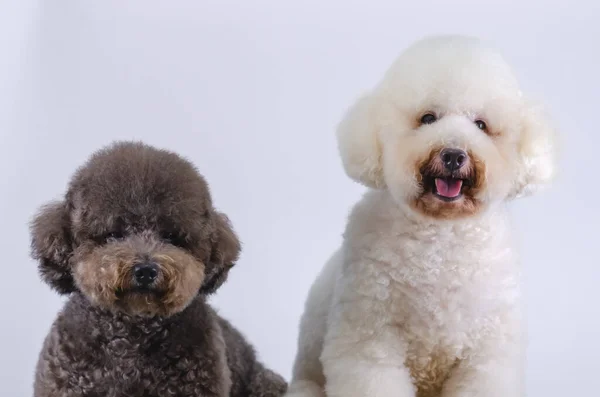 Dva Rozkošné Pudl Psi Sedí Spolu Bílém Pozadí Royalty Free Stock Obrázky