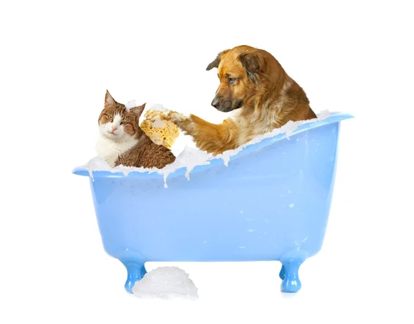 Kat wassen — Stockfoto