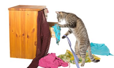 bir çekmeceye karıştırmak meraklı kedi