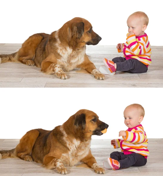 Generous baby sharing biscuit with dog — Stock Photo, Image