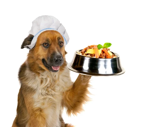 Dog serving up a gourmet meal — Stock Photo, Image