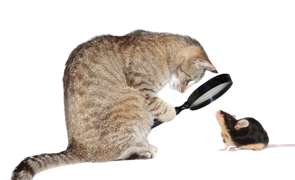 Macska rövidlátás Stock Fotó