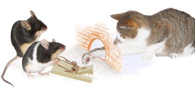 kedi tuzağı