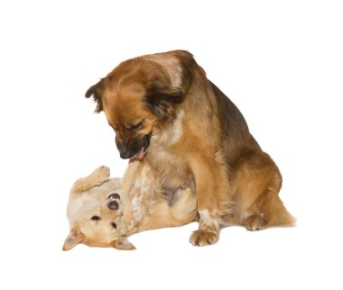 iki aile köpek oynama