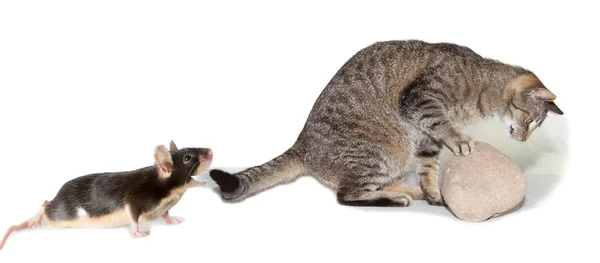 Kedi bir fare avcılık parodi — Stok fotoğraf