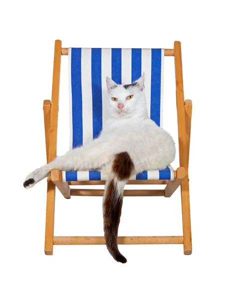 Gato mimado em uma cadeira de praia — Fotografia de Stock