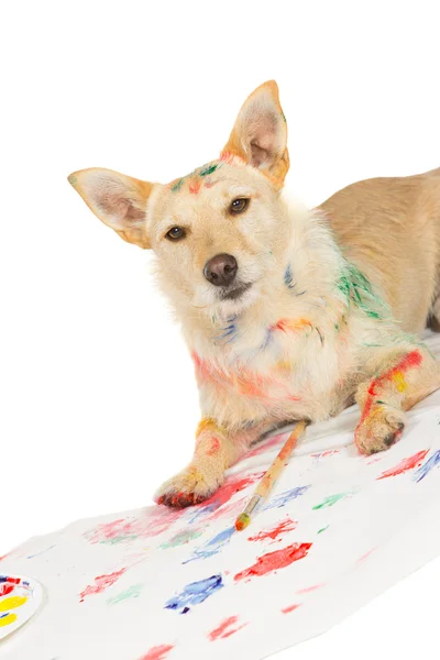 Happy alert dog artist — Stock Photo, Image