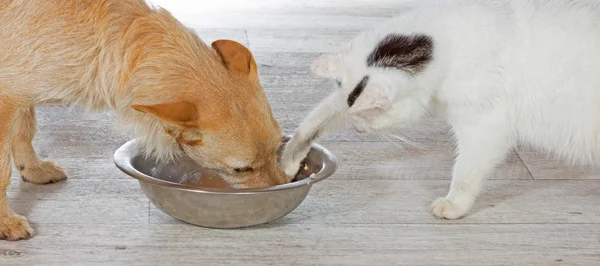 Kot pomaga sobie z miski psa — Zdjęcie stockowe