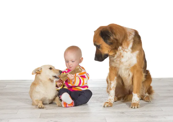 Baby feeding one dog watched by another — Stock Photo, Image