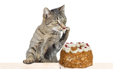 Cat helping himself to cake clipart