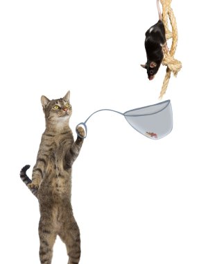 Akıllı kedi ratcatcher
