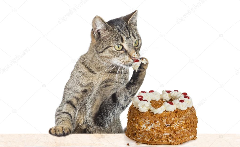 Cat helping himself to cake