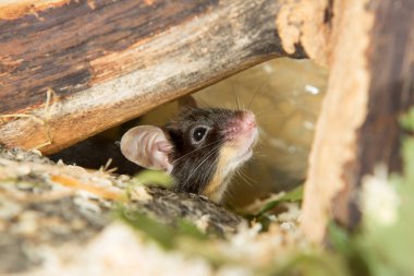 Little mouse under a log clipart