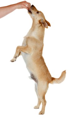 insan kolu köpek besleme