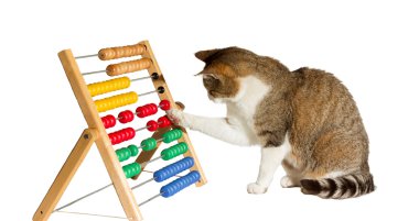 zeki kedi matematikçi