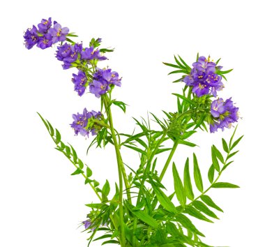 Polemonium, Jacob's ladder